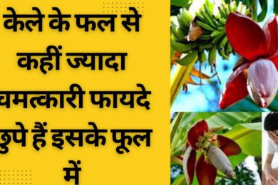 Banana Flower || केला ही नहीं इसका फूल भी है कमाल  || Banana Flower Benefits ‌in Hindi