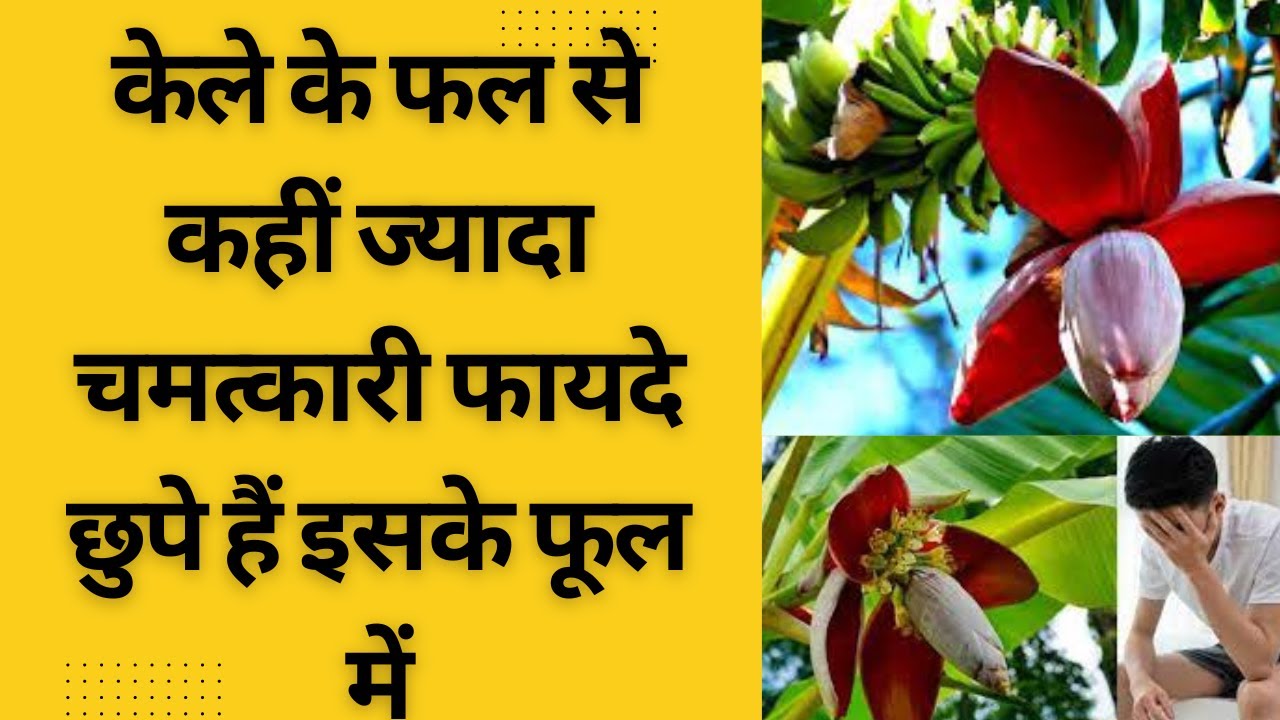 Banana Flower || केला ही नहीं इसका फूल भी है कमाल  || Banana Flower Benefits ‌in Hindi